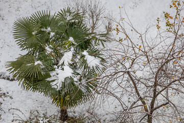 Snow-covered palm trees in winter. Snowfall covered the southern trees. Aerial view of trees with snow on the branches. Abnormal cold weather in the southern regions.