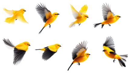 Kinglet in Flight on Transparent Background