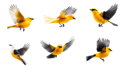 Fototapeta premium Kinglet on Transparent Background