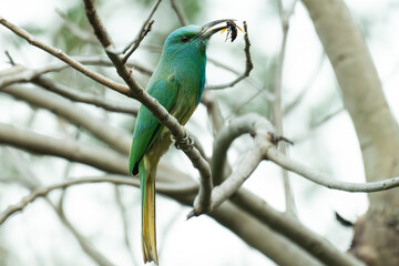 Blue bearded Bee eater perched on a bare tree branch with bee in the beak against a soft forest background, showcasing vibrant turquoise and green feathers. The background is blurred with lush green a