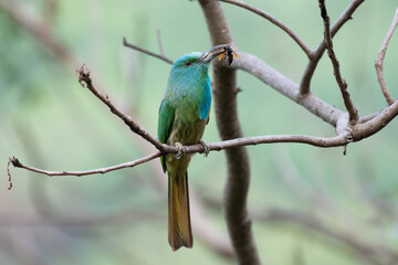 Blue bearded Bee eater perched on a bare tree branch with bee in the beak against a soft forest background, showcasing vibrant turquoise and green feathers. The background is blurred with lush green a