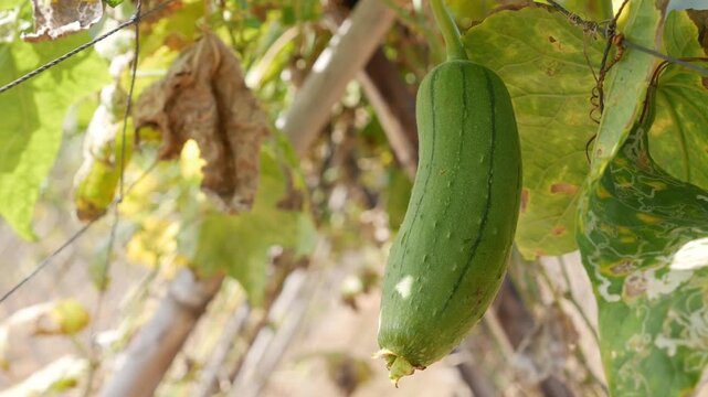 Green Luffa cylindrica fruit appears shaded by surrounding leaves and wooden supports, highlighting controlled plant growth within a managed farming environment.