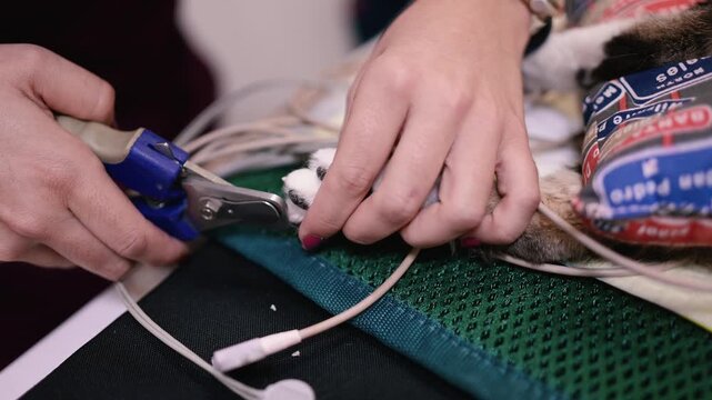 Veterinarian trimming cat's nails during a procedure
