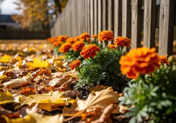 Closeup of vibrant orange marigold flowers blooming in autumn, surrounded by fallen yellow and brown leaves near a wooden fence