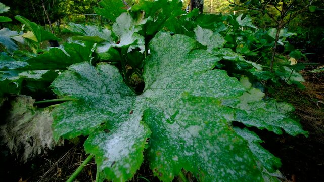 Close up of zucchini leaf covered in lot of Powdery Mildew and moving camera away showing more plants infected with fungi while growing in sand rich soil at the end of gardening season