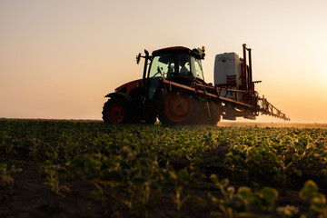 Fototapeta premium Tractor spraying crops in a lush green field at sunset.