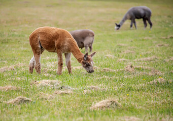 Obraz premium Sheared Alpacas grazing peacefully on a green rural pasture in natural farm landscape