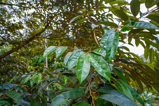 Green tree durain leaf on branch Durian fruit plantation