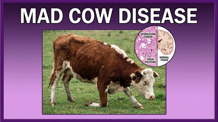 Mad cow disease illustration with cow and microscopic prion protein changes in brain tissue with bovine spongiform encephalopathy and veterinary medicine