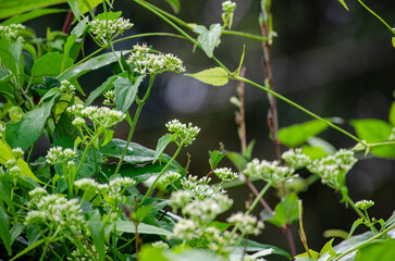 Green Vine Foliage Closeup With Natural Light And Soft Background.