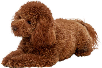 Brown poodle dog lying in relaxed pose isolated on transparent background. Concept of pet product advertising, service promotion, lifestyle marketing, brand visuals, and ecommerce banners.