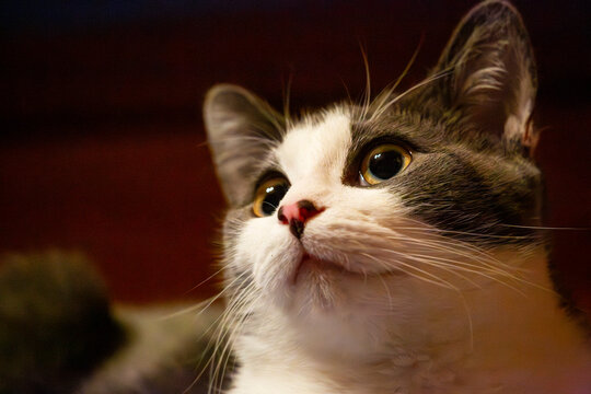 Low angle close-up portrait of a curious white and tabby cat looking upwards against a soft blurred background - Powered by Adobe