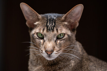 Obraz premium Oriental cat with striking green eyes gazes directly at the camera, showcasing its unique features and elegant fur texture in a captivating portrait with copy space