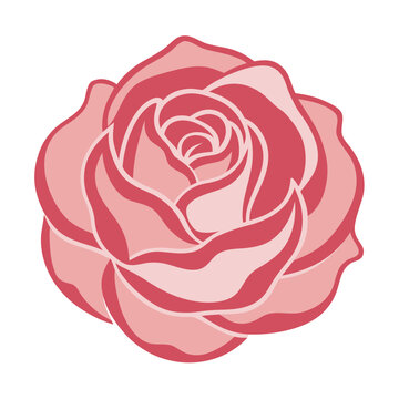 cabbage rose shell pink vector line art on white background 