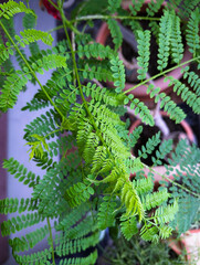 Flammenbaum, Wedel, Bl&auml;tter, Zimmerpflanze