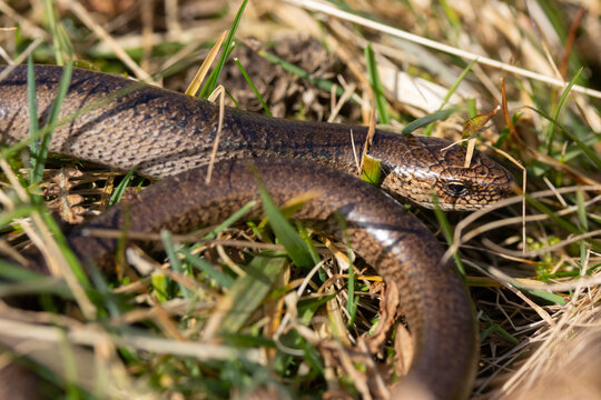 Close up image of a Slow Worm crawling through grass, County Durham, England, UK.