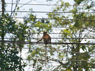 Monkeys climbing on power lines.