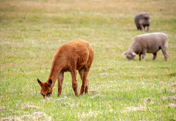 Obraz premium Sheared Alpaca grazing peacefully on a green rural pasture in natural farm landscape