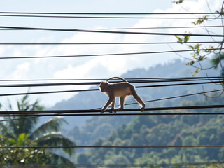Monkeys climbing on power lines.