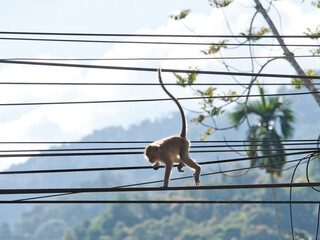Monkeys climbing on power lines.