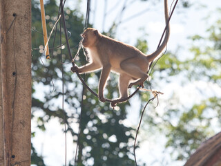 Monkeys climbing on power lines.