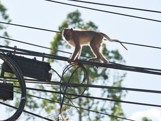 Monkeys climbing on power lines.
