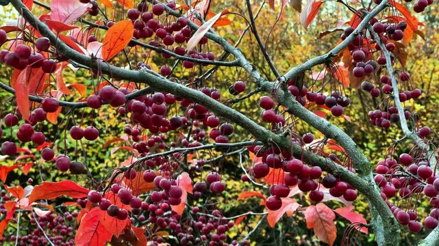 Red leaves and fruit cover a Mokum apple tree in autumn