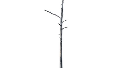 A Solitary Leafless Tree Against a White Background With Bare Branches.jpg