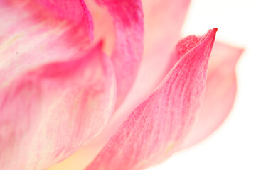 Close-Up View of Delicate Pink Petal with Soft Texture and Light