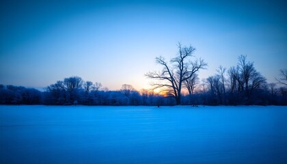 morning in the forest