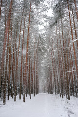Fototapeta premium winter pine forest with snow