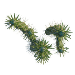 Austrocylindropuntia subulata tree plan, top view, cutout, isolate, good for architecture visualization, Vibrant green cactus with sharp spines on transparent background © DH Tree Stock