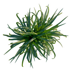 Fototapeta premium Beaucarnea recurvata tree plan, top view, cutout, isolate, good for architecture visualization, Vibrant green plant with long leaves on transparent background for design