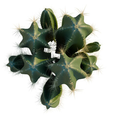 Cereus peruvianus tree plan, top view, cutout, isolate, good for architecture visualization, Detailed close-up of a star-shaped cactus with sharp spines, perfect for design and decoration © DH Tree Stock