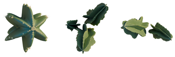 Cereus peruvianus tree plan, top view, cutout, isolate, good for architecture visualization, Vibrant green leaves and cactus on transparent background for creative design projects