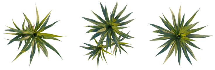 Cordyline indivisa tree plan, top view, cutout, isolate, good for architecture visualization, High quality set of green plants with sharp leaves on transparent background
