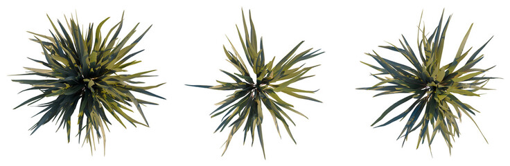 Obraz premium Phormium sundowner tree plan, top view, cutout, isolate, good for architecture visualization, Isolated green plants with long leaves on transparent background