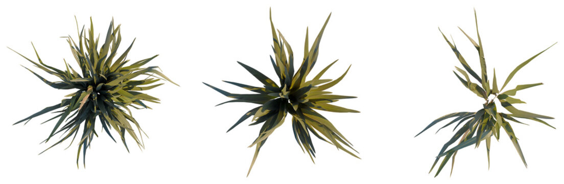Phormium sundowner tree plan, top view, cutout, isolate, good for architecture visualization, Three tropical plants with green leaves on transparent background for design