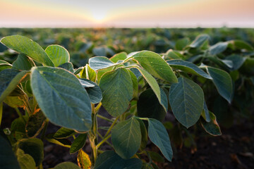 Sunrise in soybean field.AI generated image.