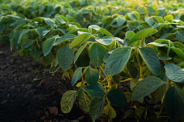 Sunrise in soybean field.AI generated image.