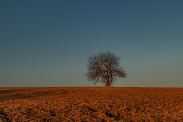 Cherry tree alone in winter evening field with red soil in mountains