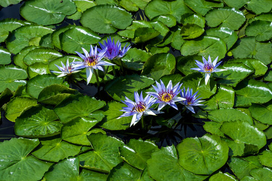 Blau bl&uuml;hende Seerosen