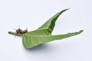 
Caterpillar on a leaf on a white background. Caterpillar eating leaves