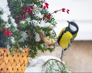 Male tit on a winter bird feeder