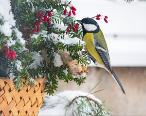 Male tit on a winter bird feeder
