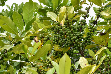 Liberica Coffee, Heavy Fruiting Coffee Plant, Robusta, Arabica, Green Coffee