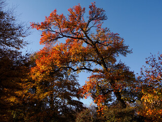 Autumn at Parco Sempione, Milan