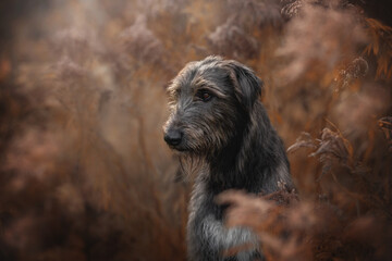 A rare Grey Irish Wolfhound gazes thoughtfully in a lush landscape filled with soft, warm light....
