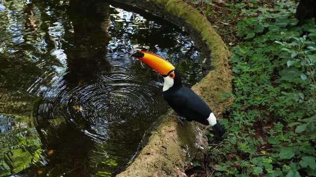 Exotic toucan bird in natural setting near Iguazu Falls in Foz do Iguacu, Brazil. Drinking colorfull tucan parrot. High quality 4k footage
