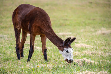 Naklejka premium Sheared Alpaca grazing peacefully on a green rural pasture in natural farm landscape